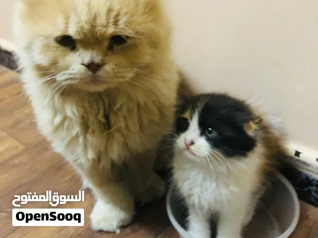 قطط سكوتش فولد اعمار مختلفه