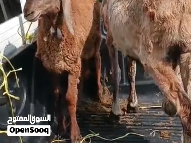 حلال سوداني