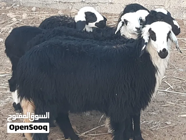حملات تهجين نجدي سمان فول
