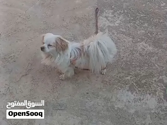 كلب فرنسي كيوت