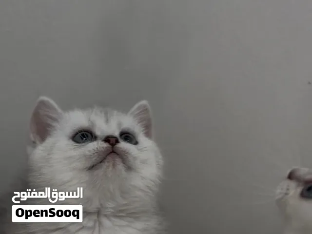 سكوتش بيور اقزام