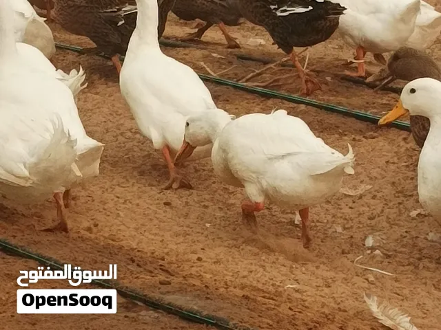 بط محلى للتربية او للذبح اعمار 6 اشهر ماشاء الله اوزان 4 و 5 كيلو