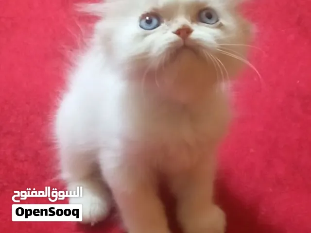 قط هيمالايا اورانج