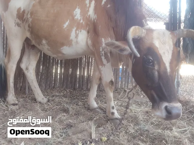 للبيع بقره عمانيه عشره