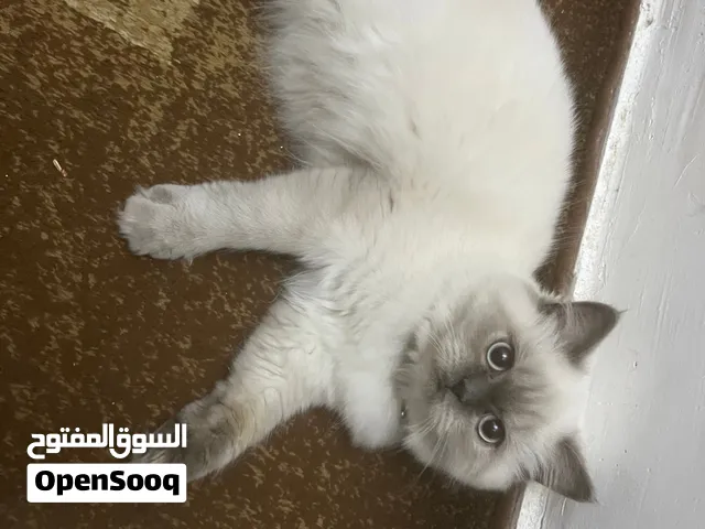 عمان المقابلين يوجد توصيل