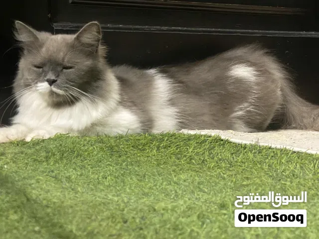 قطة جميلة للتبني – تبحث عن بيت امن