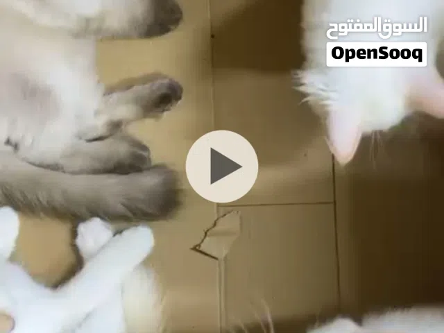 قطط هملايا (لعوبين و مدربين كيوت)