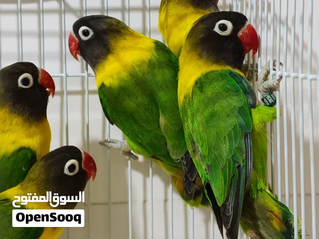 غندور فشر افريقي خط اول الاصلي شرط 4 زواج التفاصيل بالوصف