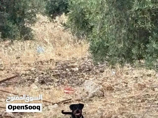 كلب روت أنثى للزواج