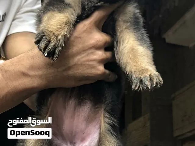 جراوي جيرمن بيور مستوي عالي