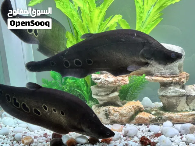 Cloun knaif big size for sale urgent