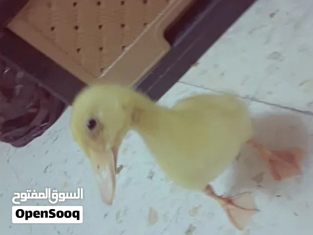 بطه بحاله جيده بسعر رخيص لا كبيره ولا صغيره متوسطه في حاله جيده بتمشي بتركض وبتلعب وخاليه من الامراض