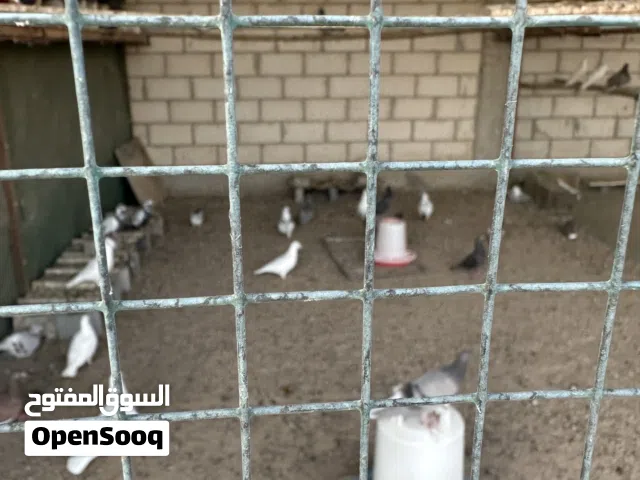 فروخ زاجل كبار تقريبا 25 طير