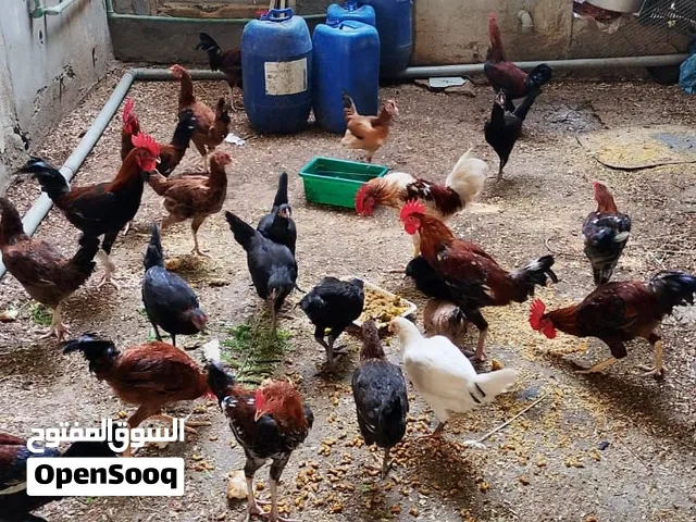 دجاج عربي ودجاج باكستاني مهجن