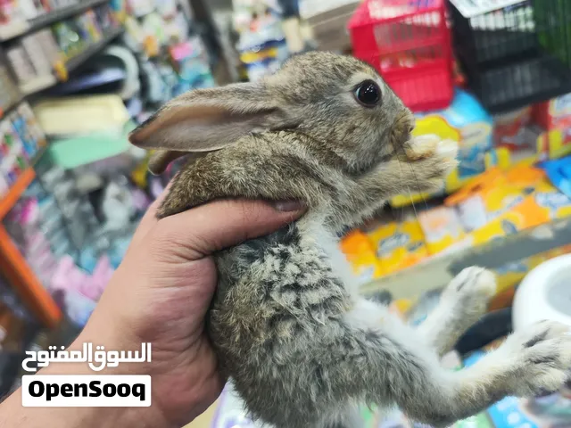 ارنب هجين بلدي مكس فرنسي فطم جديد