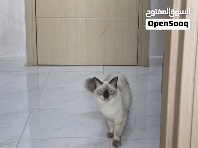 انثى سيامي
