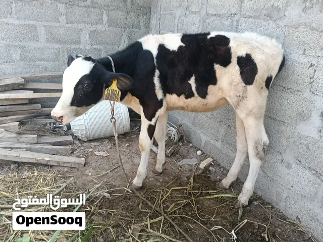 عجاله البيع