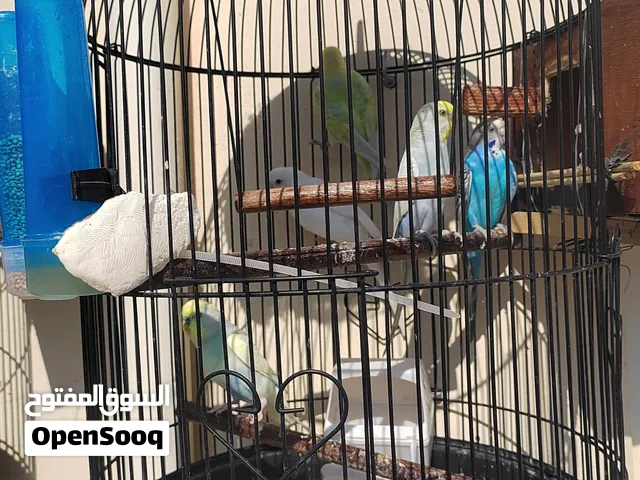 بادجي 5 حبات في طفره عيون سوداء وجسم كامل أبيض