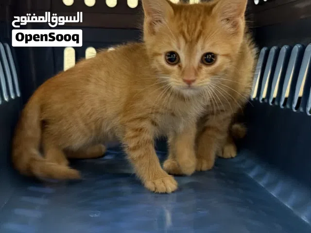 قطط صغيرة جميلة مطعمة  عمر 52 يوم  تعرف الليتر بوكس