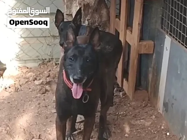 ذكر بالجم بيور اصلي منتج وكفاله انتاج للبيع بسعر مغري ويوجد فيديو له
