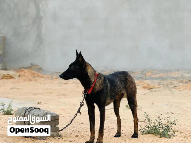 سلام وعليكم مترفر انثي مالينوا