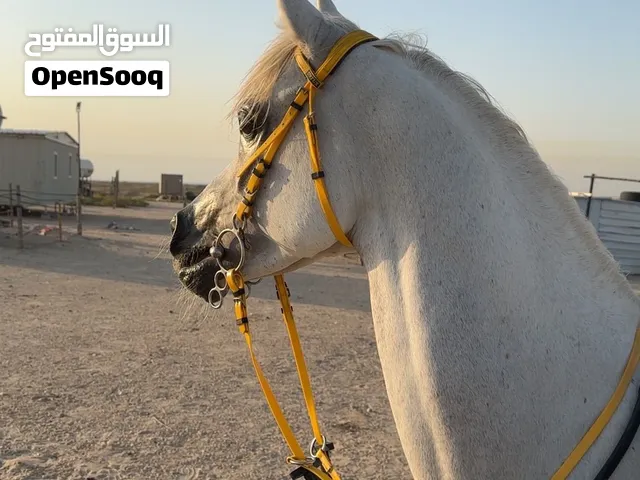 للبيع حصان بولش