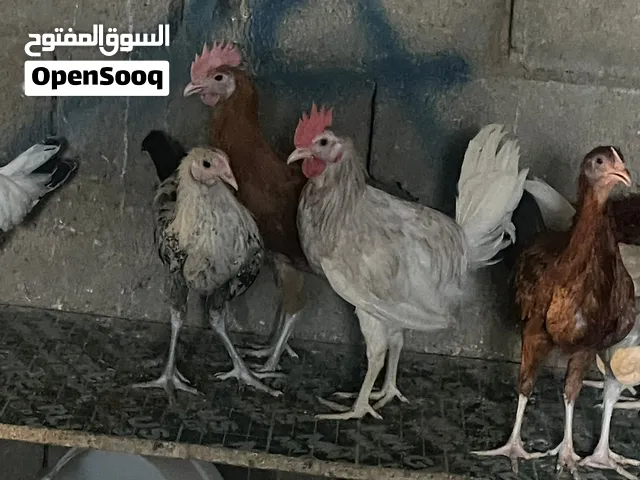 دجاج بلدي نظيف