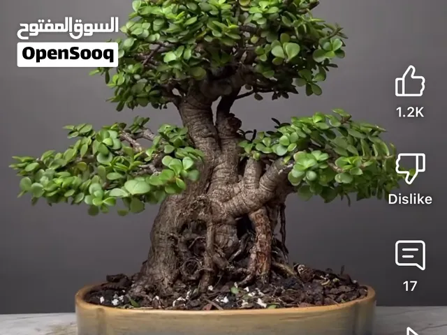 نبتة اليشم القزم (Dwarf Jade Plant) شجرة الفيل (Elephant Bush)