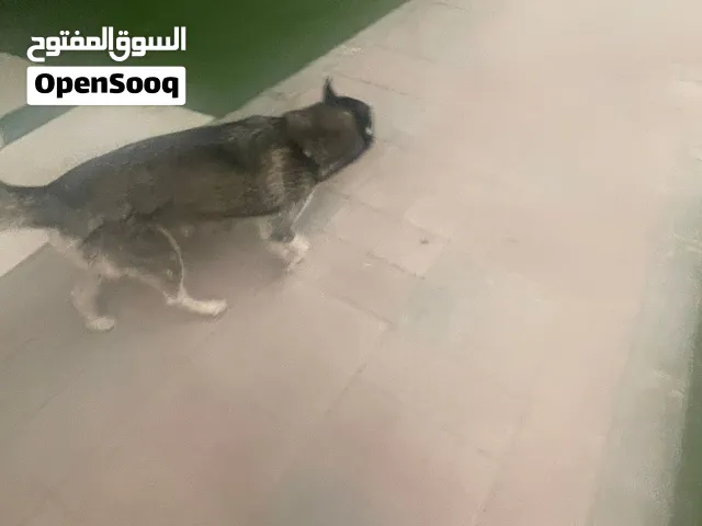 I have a dog to sell