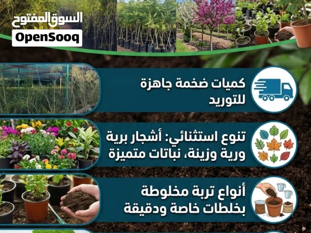 مشتل غزل البري لشتلات البرية بكميات كبيرة