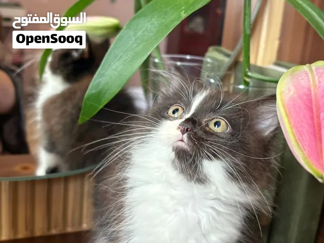 قطة شيرازي