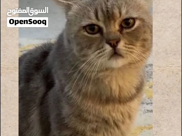 الي عنده القطو يتواصل معاي ضروري