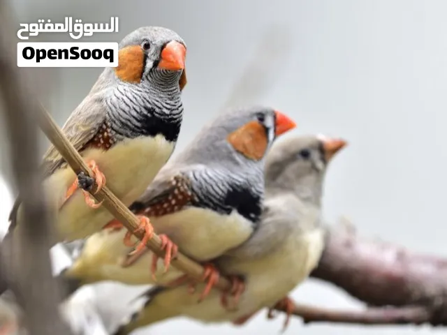 طيور للبيع نوع الطير زيبرا /شوف الوصف