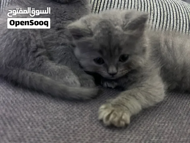 قطط بريتش سكوتش ستريت للبيع