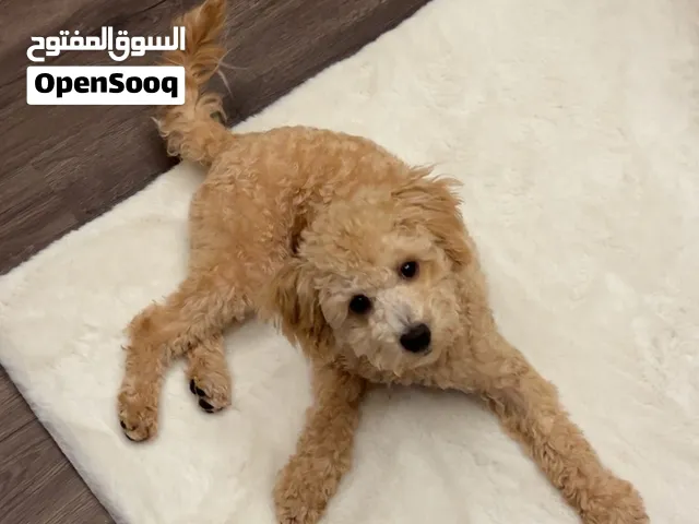 Adorable toy poodle puppy looking for a new home
