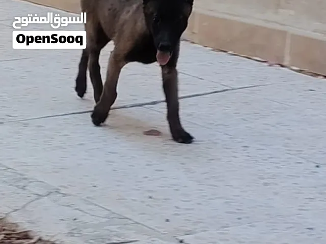 أنثه بل جم