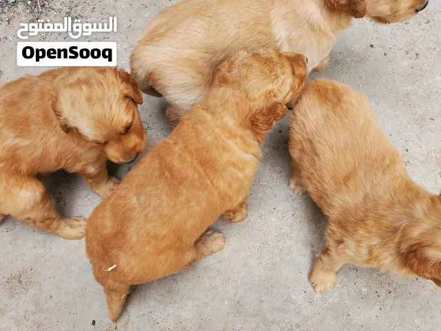 جولدن لطيف للمنزل  وذكي