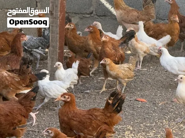 دجاج فرنسي  بيور