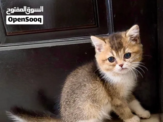 للبيع سكوتش بيور انثى