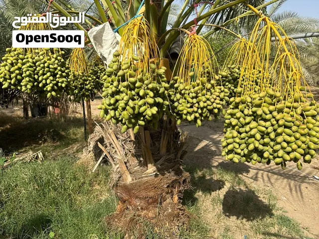 نشتري ونبيع جميع انواع التمور نشتري من المزارع مباشرتاً بافضل الاسعار ولدينا كميات من التمور