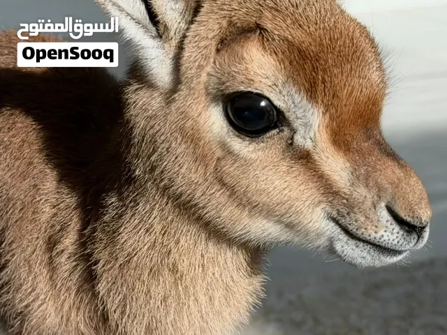 غزال ديماني ذكر