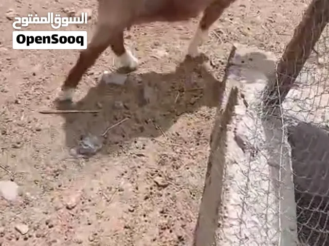 البيع شاه سعيديه