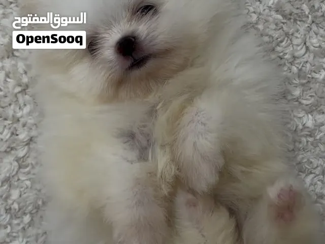 Pomeranian pure