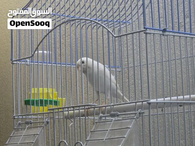 ذكر كناري سوري تغريد قوي جاهز 150 درهم