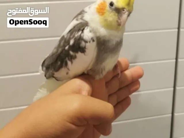 كروان للبايع