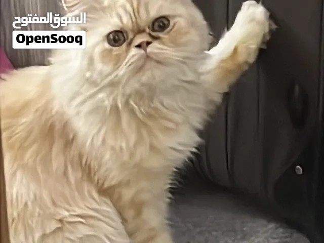 قط شانشيلا مكس شيرازي