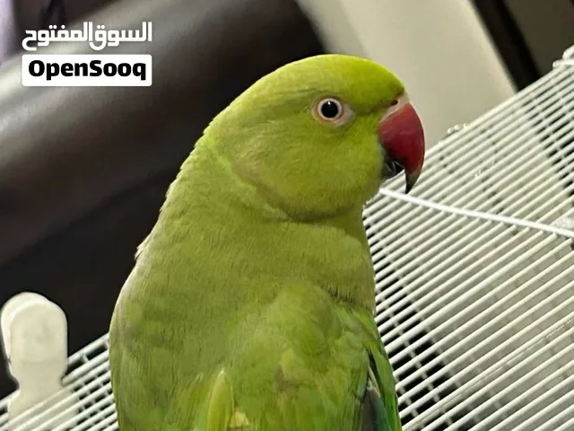 Green parrot