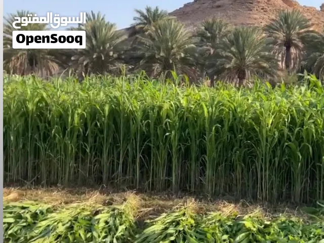للبيع حريه ماشاءالله اقرء الوصف مهم