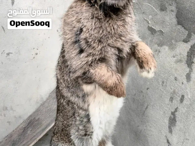 كوبية ارانب