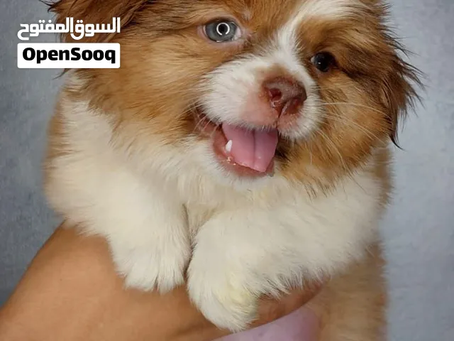 اجمل جراوى  هافنيز